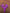 Purple Snakes