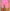 Bubblegum Mesh Shorts