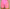 Bubblegum Mesh Shorts